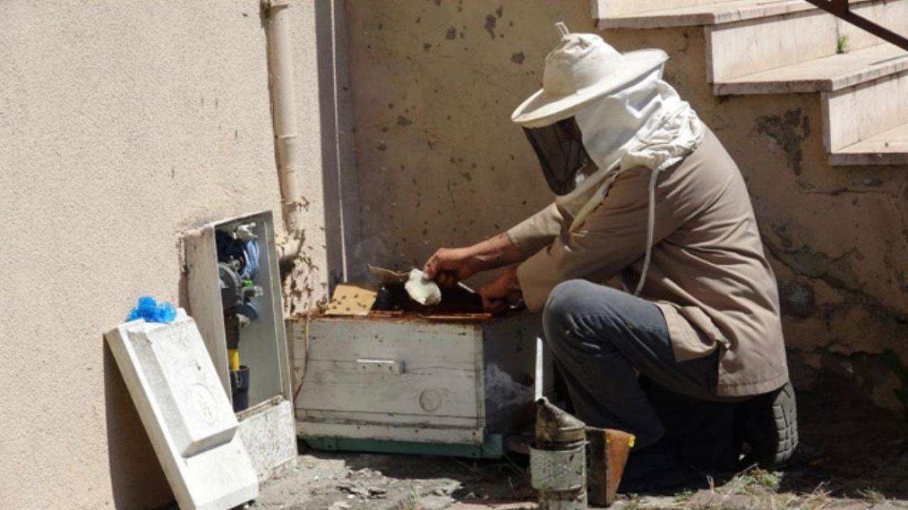 Doğalgaz kutusu kovan oldu