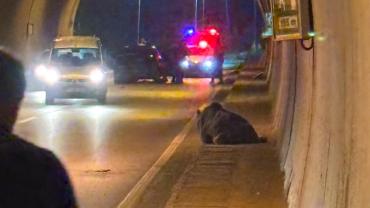 Karabük'te otomobilin çarptığı ayı yaralandı